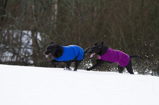 Lanullva Hundedekken Ull, Plomme-Lanullva